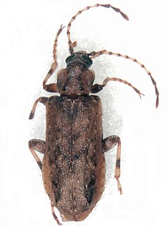 <span class="mw-page-title-main">Promecheilidae</span> Family of beetles