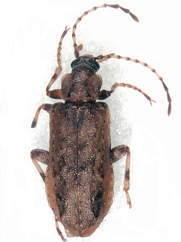 Chalcodryidae