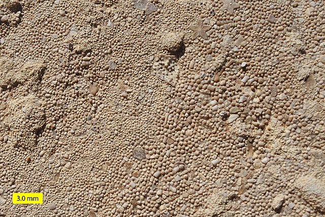 Ooids in limestone of the Carmel Formation (Middle Jurassic) of southwestern Utah.