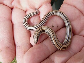 Beschrijving van de afbeelding Ophiomorus latastii.jpg.