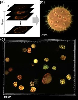 Optical sectioning of pollen