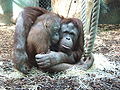 Thumbnail for File:Orang-Outang jardin des plantes.JPG