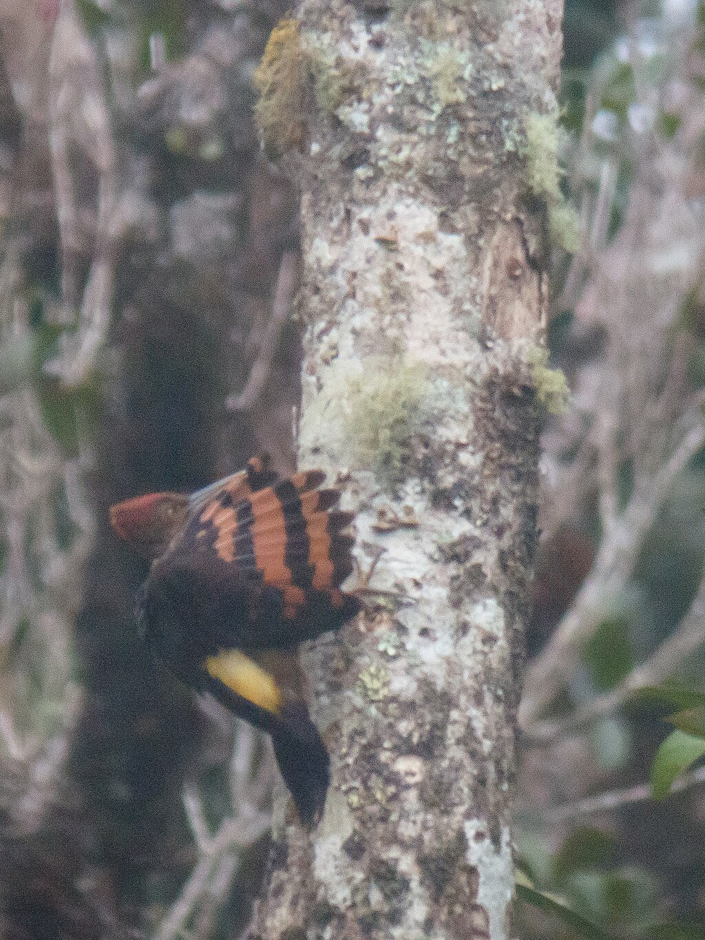 Orange-backed Woodpecker.jpg