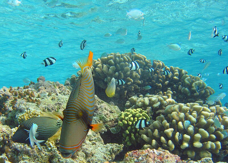 File:Orange-lined Triggerfish2.jpg