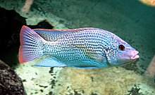 Oreochromis tanganicae (Günther).jpg