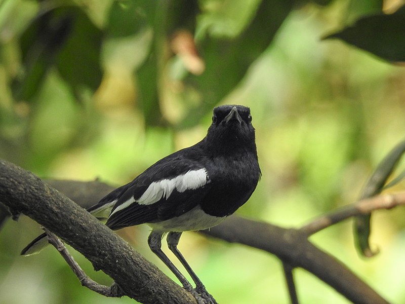 File:Oriental magpie robin 05.jpg