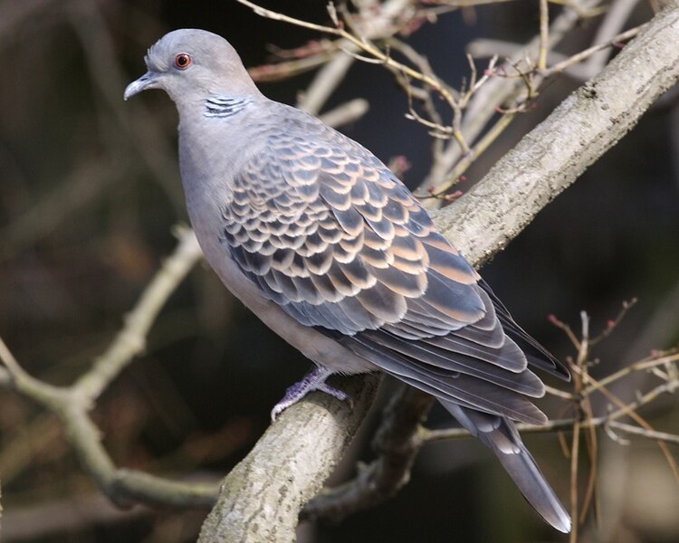 File:Oriental turtle dove.jpg