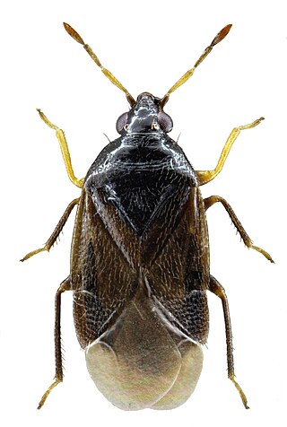 <i>Orius niger</i> Species of true bug