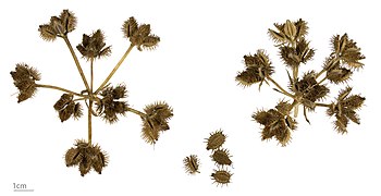 Orlaya grandiflora (Large-flowered Orlaya), seeds