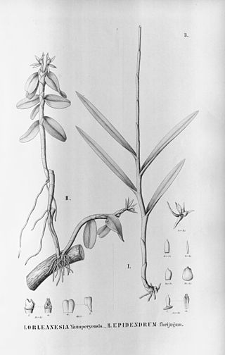 <i>Epidendrum sculptum</i> Species of orchid