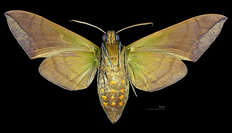 Revers de la femelle (coll.MHNT)