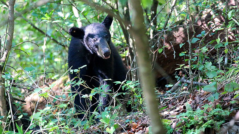 File:Oso Negro - panoramio.jpg