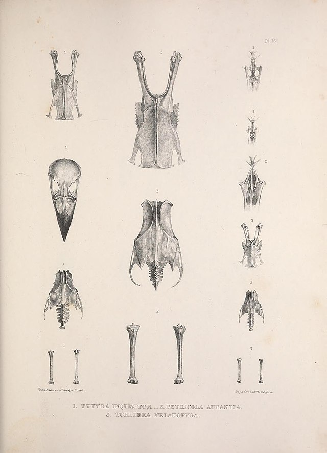 Сделайте анализ терминов по тэ osteologia pathologia. Остеология. Остеология анатомия 1 курс. Остеология Леонардо да Винчи.