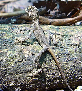 <i>Otocryptis wiegmanni</i> Species of lizard