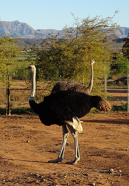 File:Oudtshoorn Ostrich Farm 15.jpg