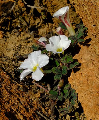 <i>Oxalis ambigua</i> Species of flowering plant
