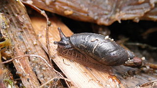 <i>Oxyloma elegans</i> Species of gastropod