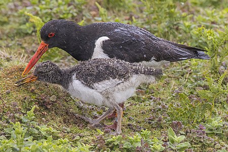 Oystercatcher (Haematopus ostralegus) adult feeding with juvenile