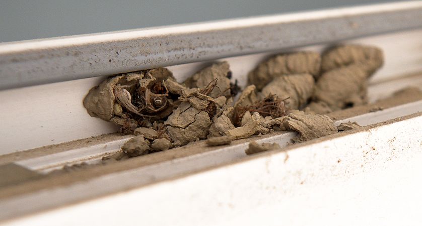 English: Nests of wasp Sceliphron curvatum into the frame of a rarely used window. Français : Grappe de nids de guêpe Sceliphron curvatum dans le cadre d'une fenêtre rarement utilisée.