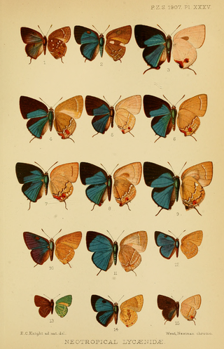 <i>Strephonota</i> Butterfly genus in family Lycaenidae