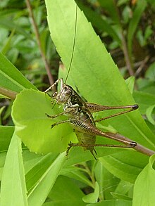 Pachytrachis striolatus 02.jpg