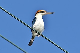 <span class="mw-page-title-main">Rusty-capped kingfisher</span> Species of bird