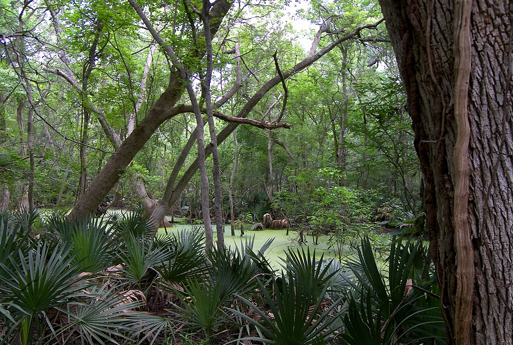 Palmetto State Park