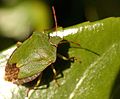 Щитник зелёный древесный Pentatomidae