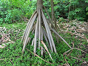 Pandanus tectorius (5187732877).jpg