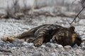 Lion, Namibia