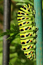 Thumbnail for File:Papilio Machaon caterpillar.JPG