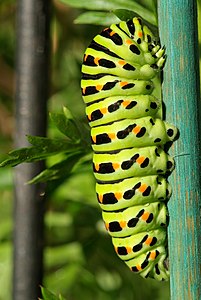 Papilio machaon (Old World Swallowtail), caterpillar