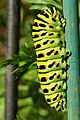 06 - Papilio machaon caterpillar created by Entomolo - uploaded and nominated by Mmxx