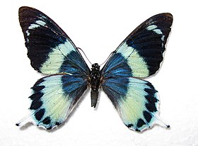 Macho de Papilio laglaizei, uma borboleta que mimetiza A. agathyrsus em sua área de ocorrência.