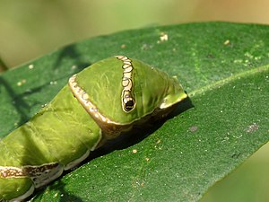 Papilio polytes (Common Mormon) caterpillar