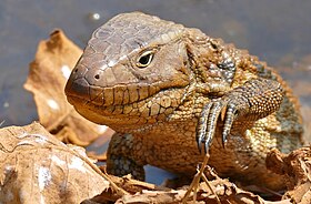 Fotografia da cabeça de Dracaena paraguayensis (Lagarto-jacaré ou Víbora-do-pantanal) em Poconé, sul do Mato Grosso.