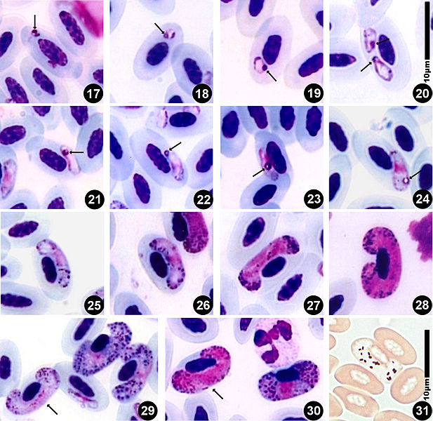 File:Parasite130049 Haemoproteus syrnii -fig2.jpg