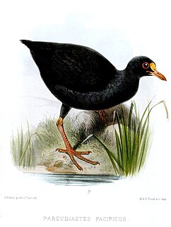 Samoan woodhen Species of bird