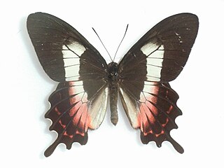 <i>Parides ascanius</i> Species of butterfly