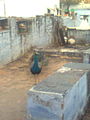 Peacock at kutina.jpg