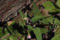 Pedicularis racemosa