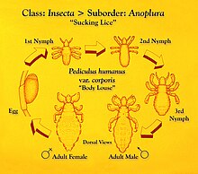 Development of Pediculus humanus humanus (body lice), which is similar to that of head lice (Pediculus humanus capitis) Pediculus humanus development.jpg