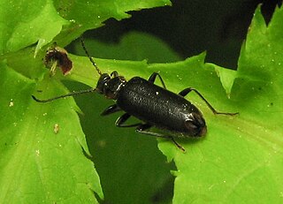 <i>Pedilus lugubris</i> species of insect