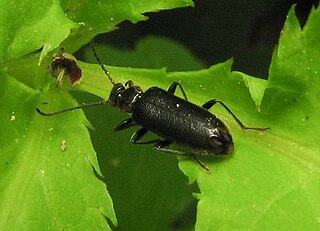 <i>Pedilus lugubris</i> Species of beetle