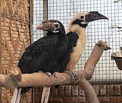 Penelopides-panini pair1.jpg