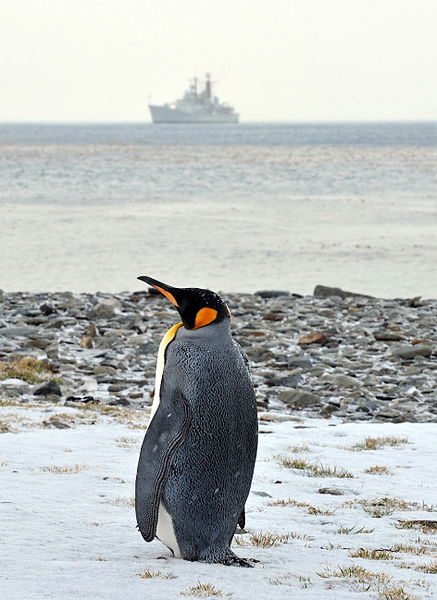 File:Penguin on South Georgia as HMS Edinbugh Passes By MOD 45153071.jpg