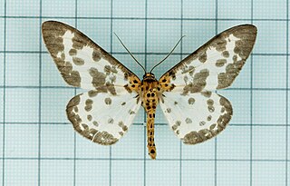 <i>Percnia</i> Genus of moths