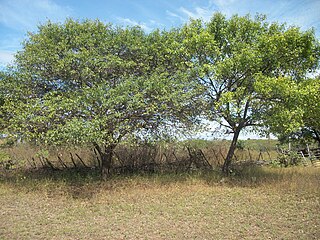 <i>Aspidosperma pyrifolium</i> Species of tree