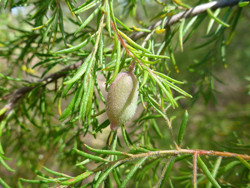 File:Persoonia hirsuta fruit, Boree Track, Yengo National Park.jpg