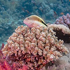 Paracirrhites forsteri à l'affut à côté de Pocillopora verrucosa au large du Ras Mohammed. Mars 2022.